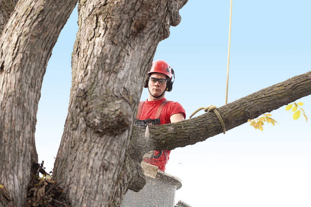 Best Residential Tree Removal  in Pflugerville, TX